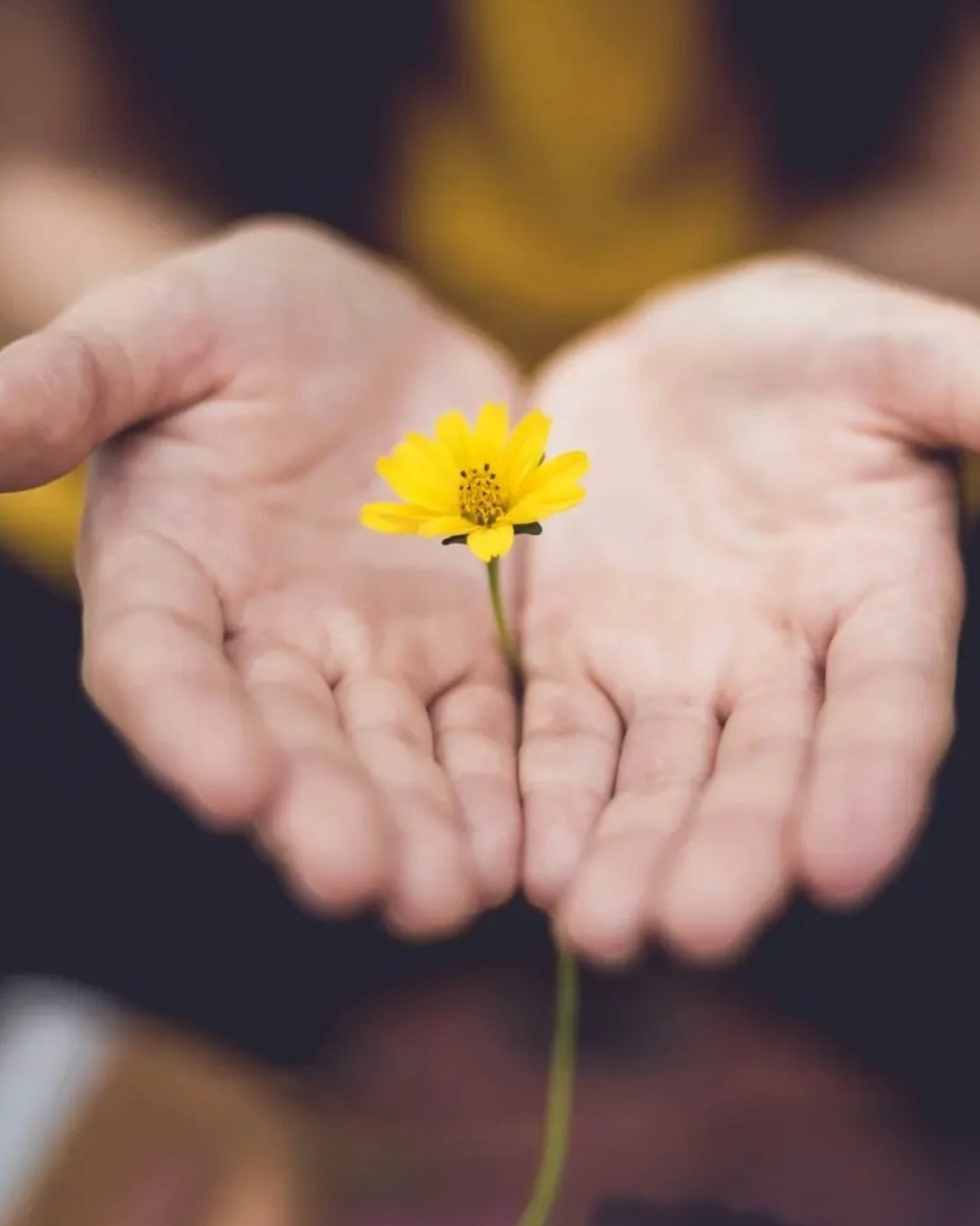 Person hält gelbe Blume zwischen ihren Handflächen